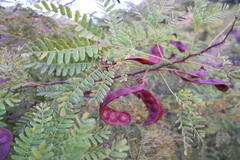 Mimosa rubicaulis